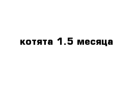 котята 1.5 месяца